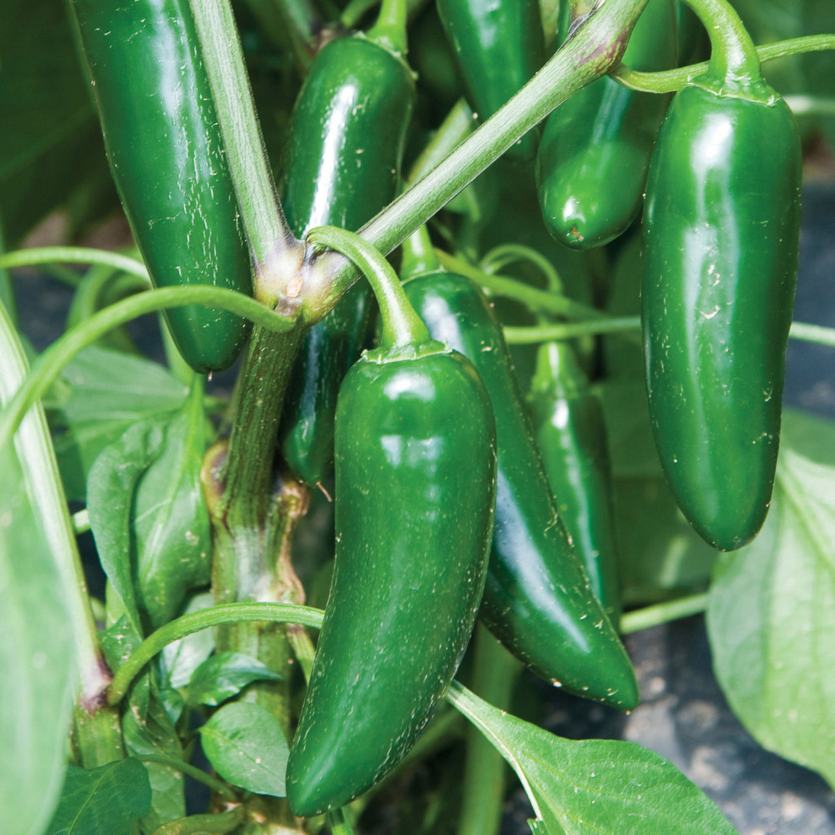 Ring Leader Hot Jalapeno Pepper