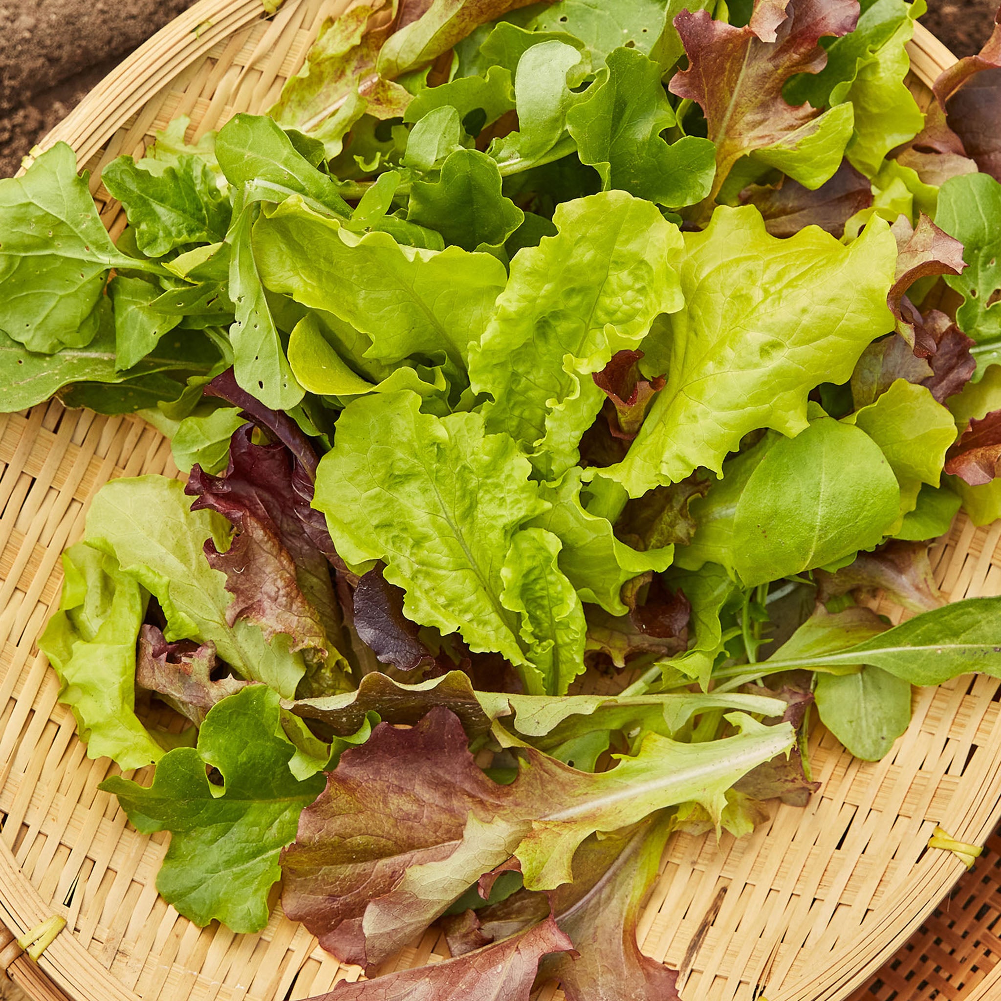 Salad Mix Mesclun
