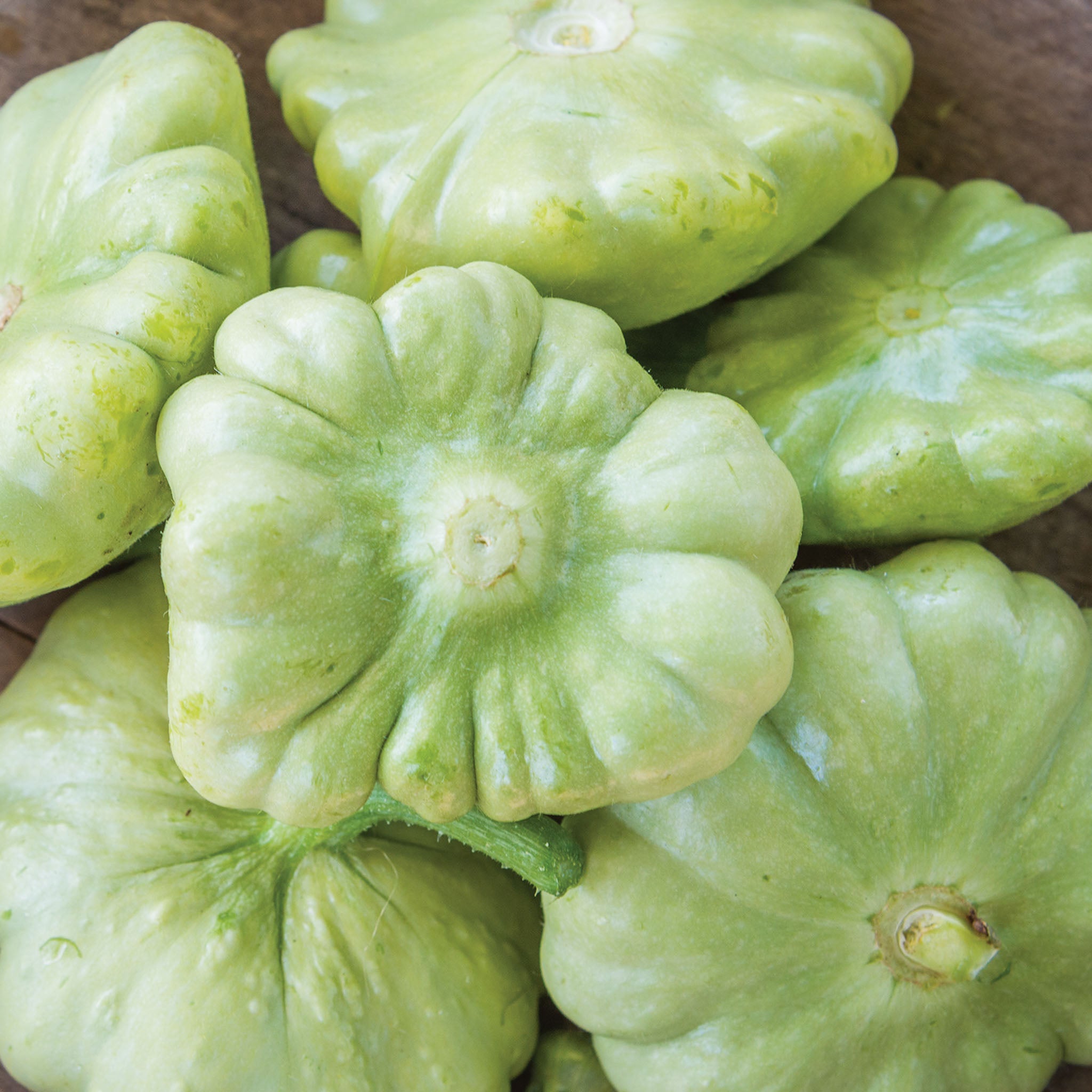 Peter Pan (Scallop) Summer Squash