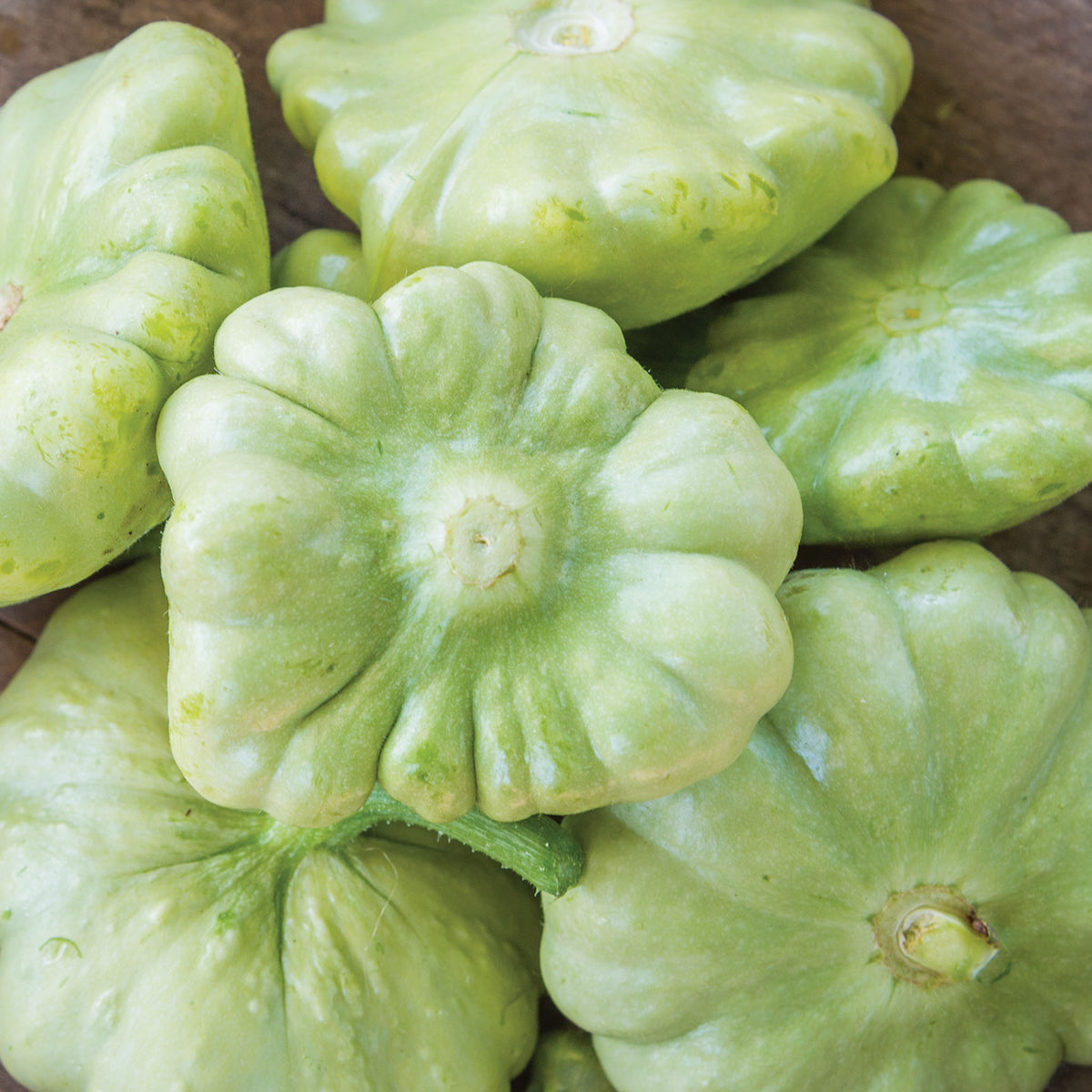 Peter Pan (Scallop) Summer Squash