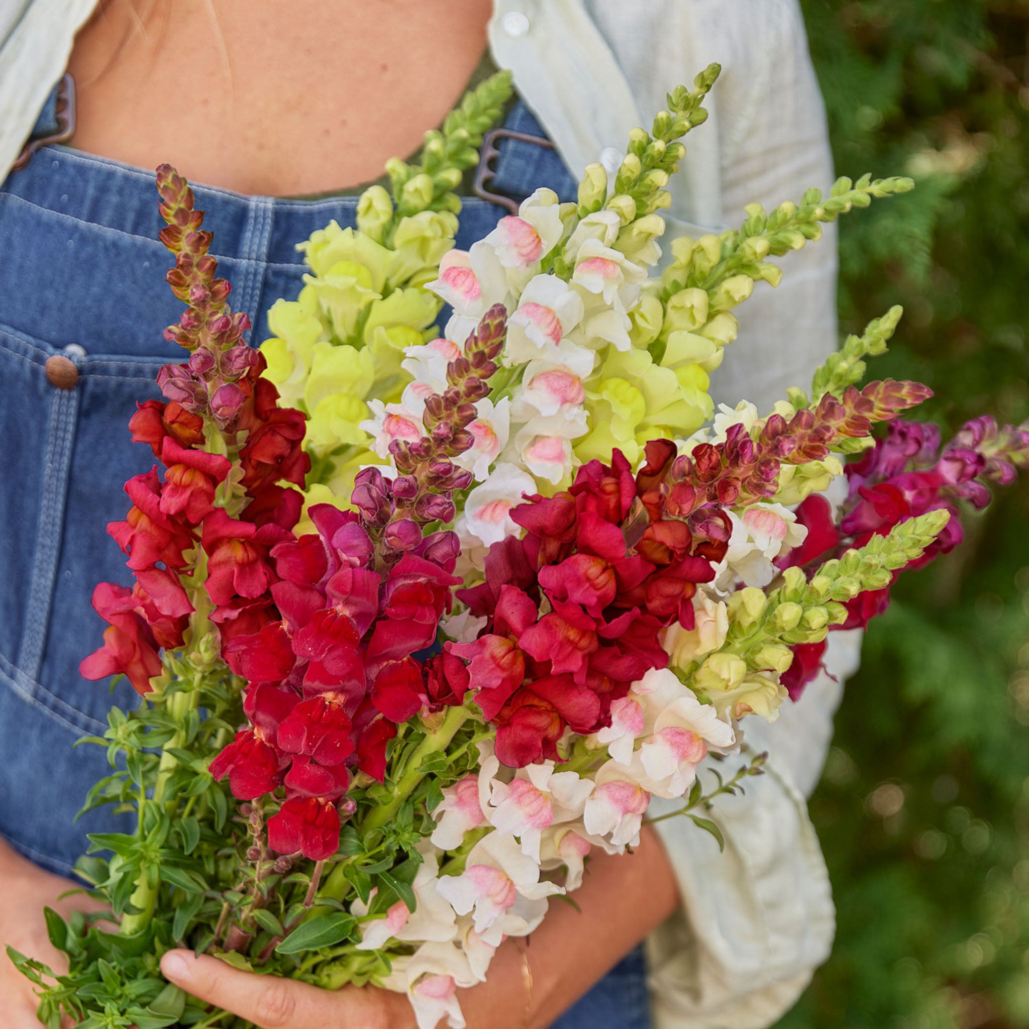 Opus™ Yellow Snapdragon