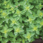 Hot & Spicy Oregano
