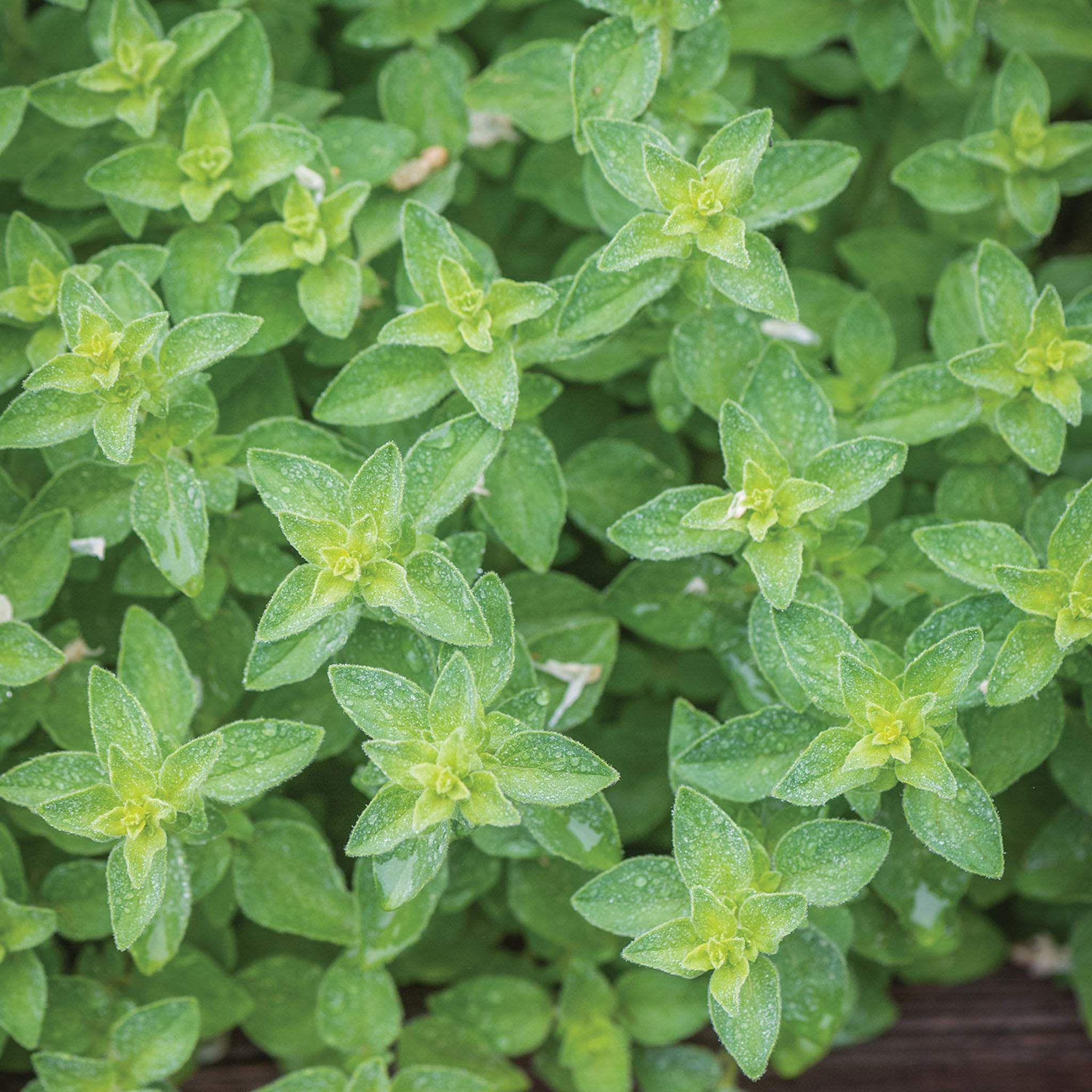 Hot & Spicy Oregano