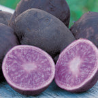 All Blue Potato Tubers