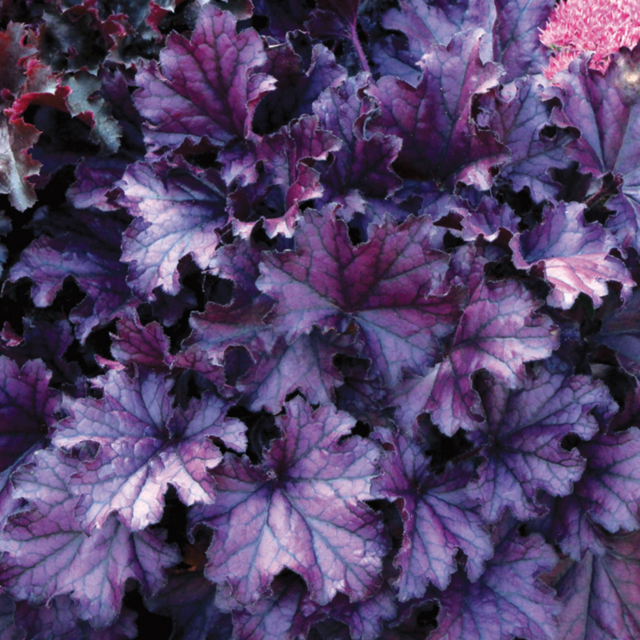 Forever Purple Heuchera