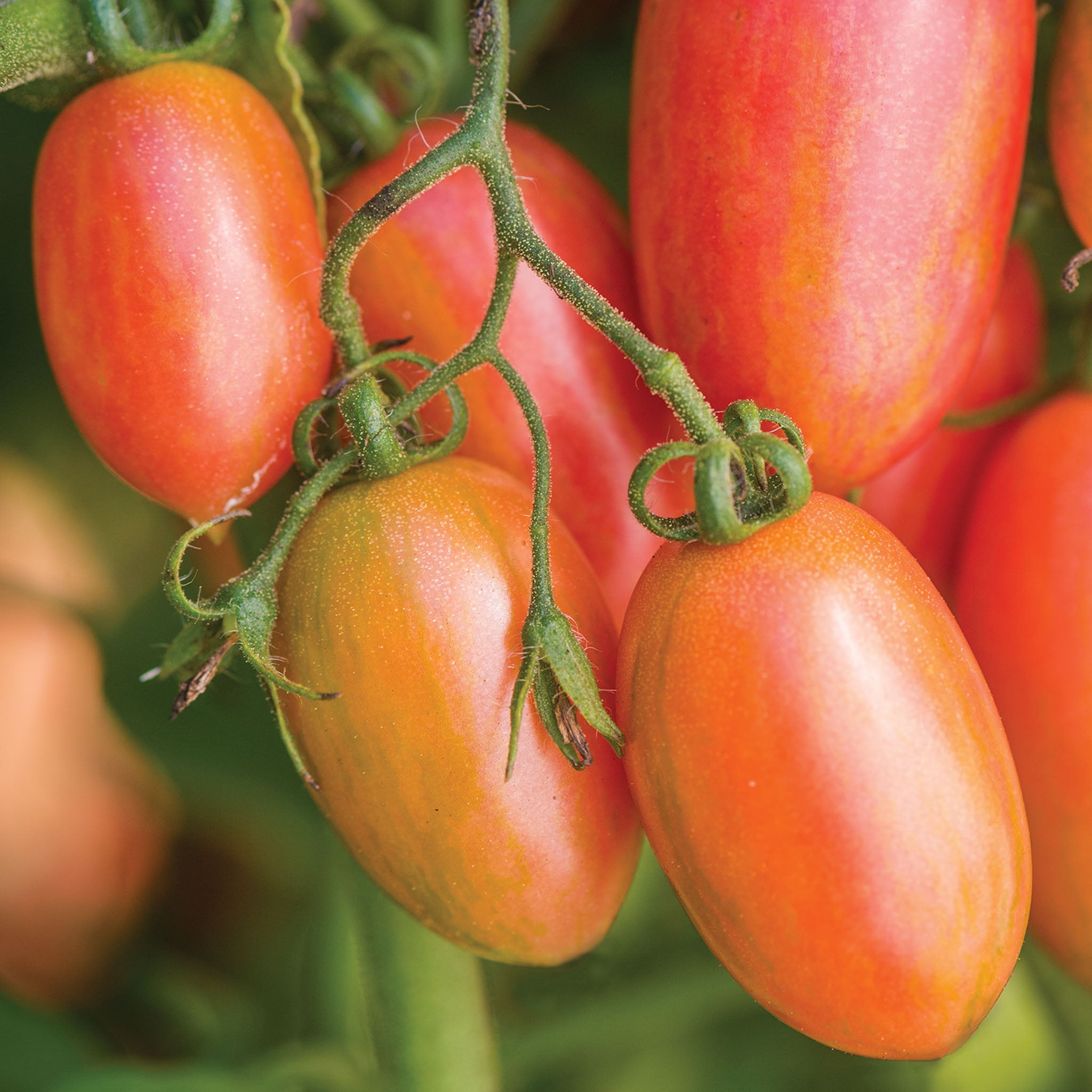 Maglia Rosa Tomato
