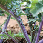 Ursa Kale