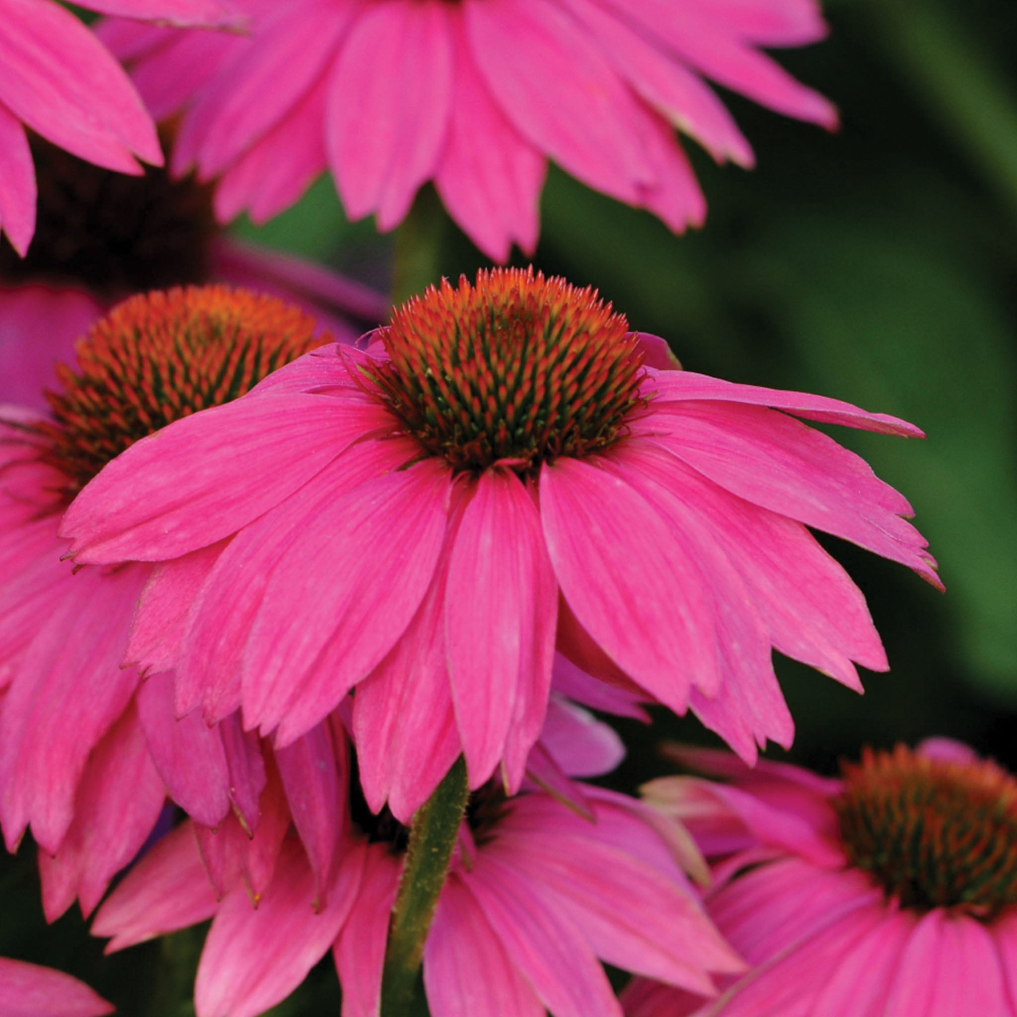 PowWow Wild Berry Echinacea
