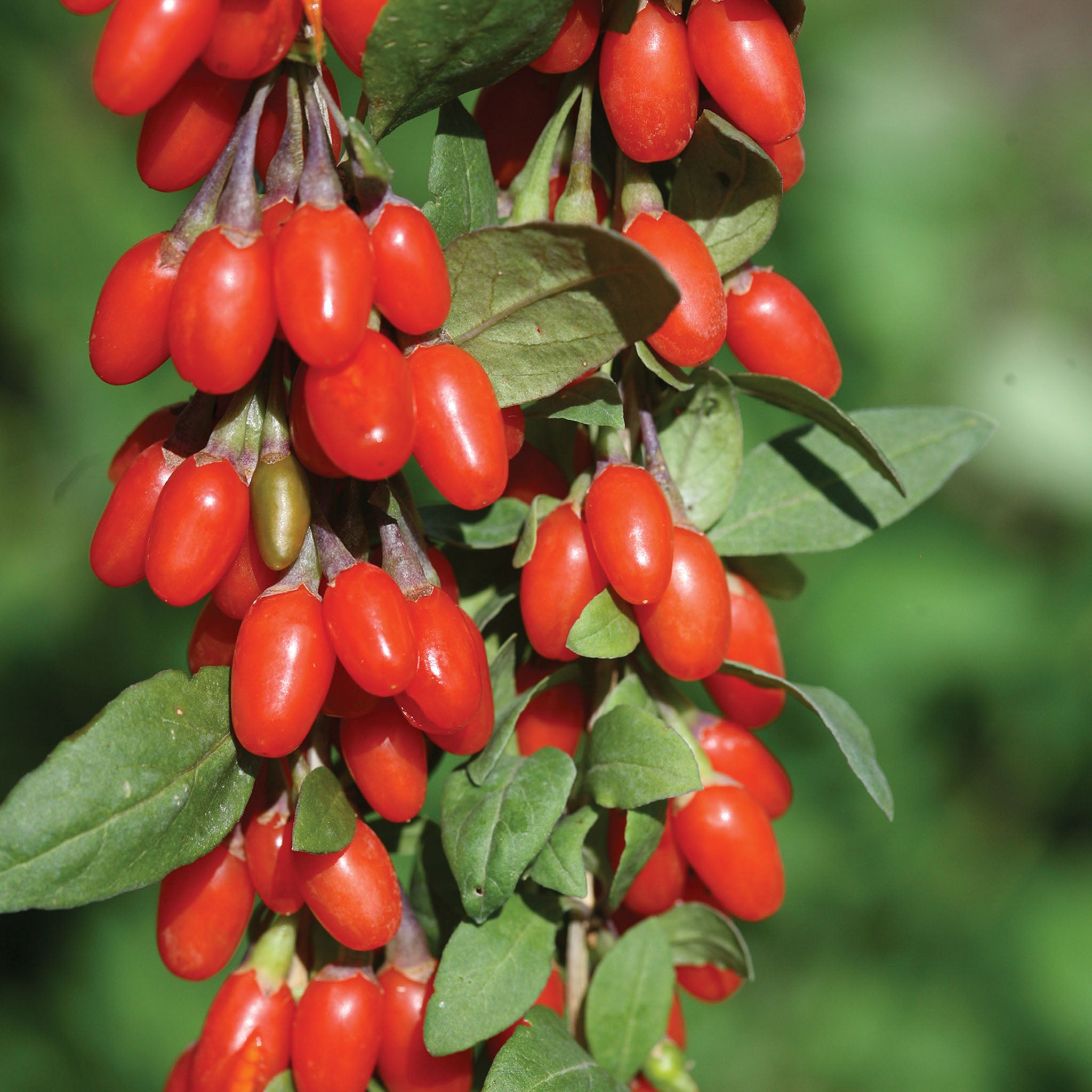 Wolfberry Goji Berry