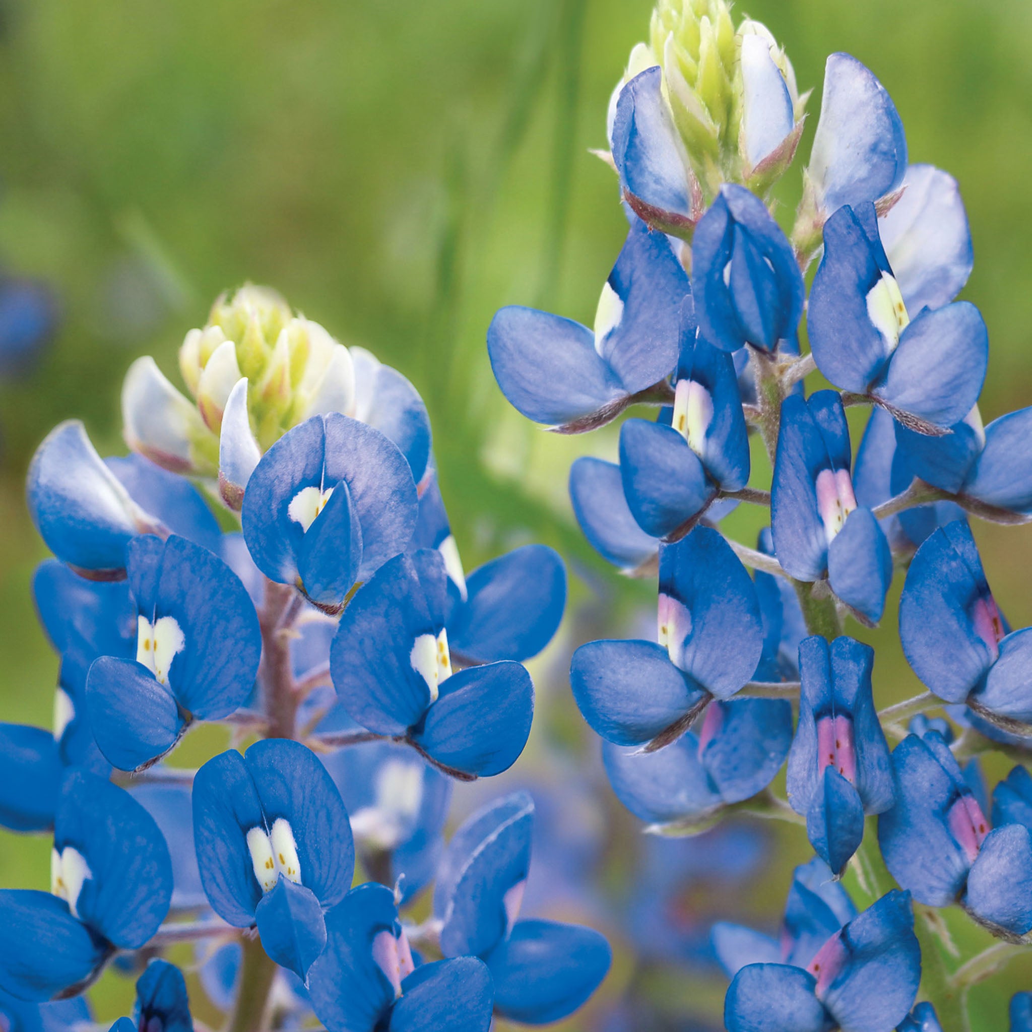 Texas Bluebonnet Lupine