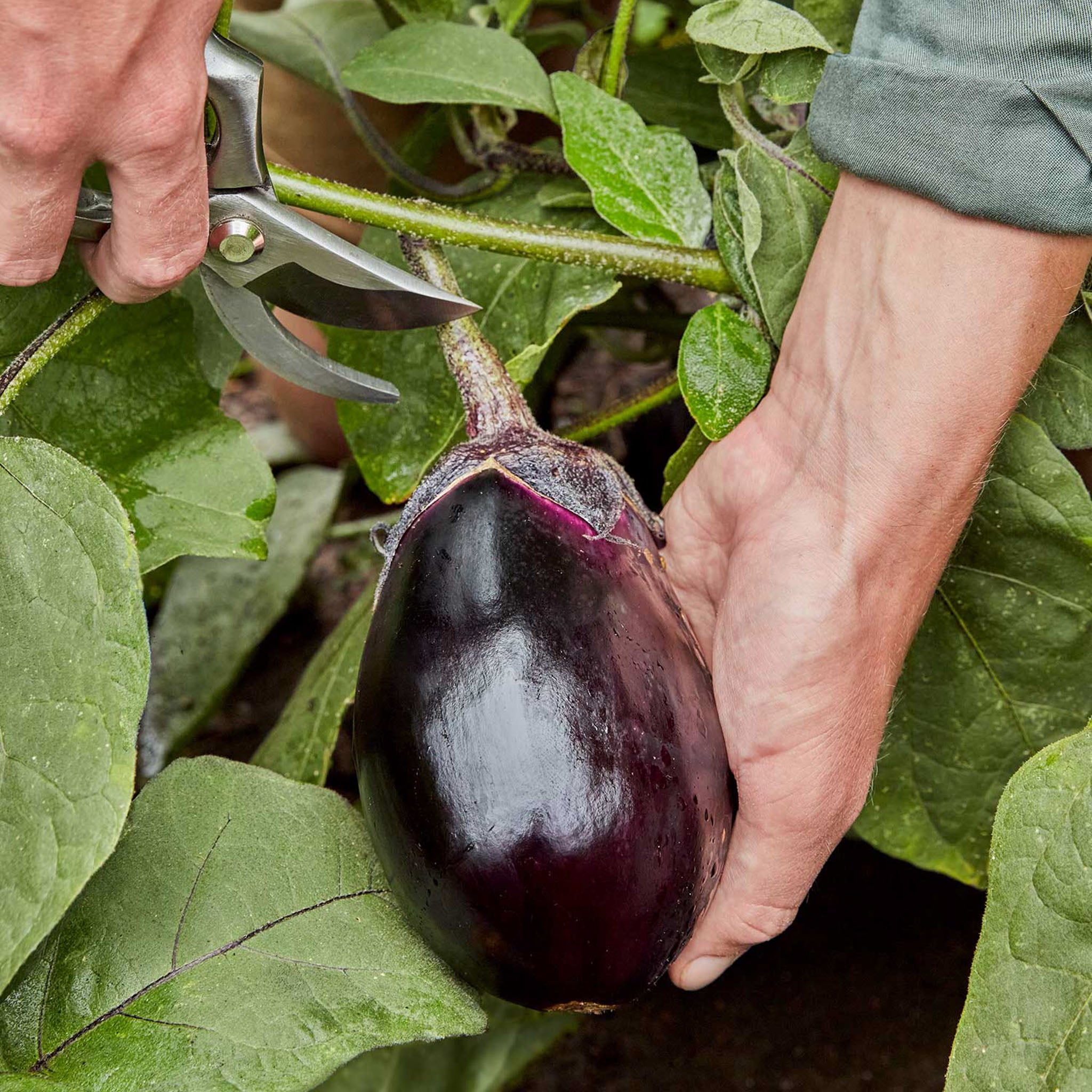 Meatball Eggplant
