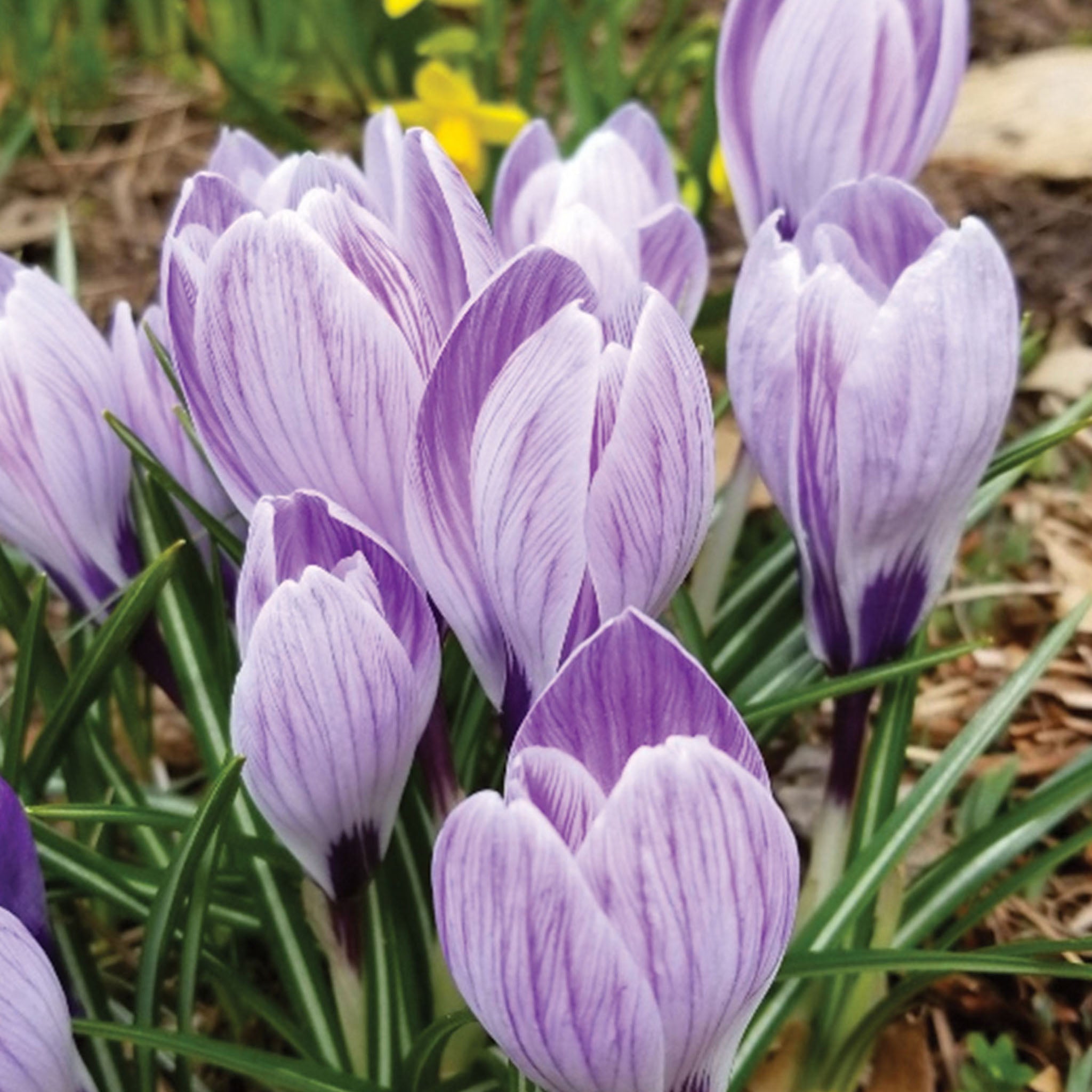 Pickwick Crocus Vernus Bulbs