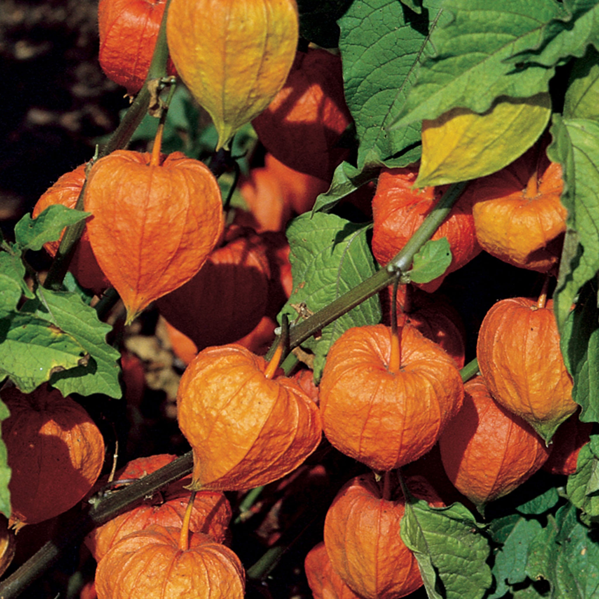 Strawberry Ground Cherry Chinese Lantern