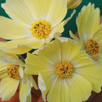Lemonade Cosmos
