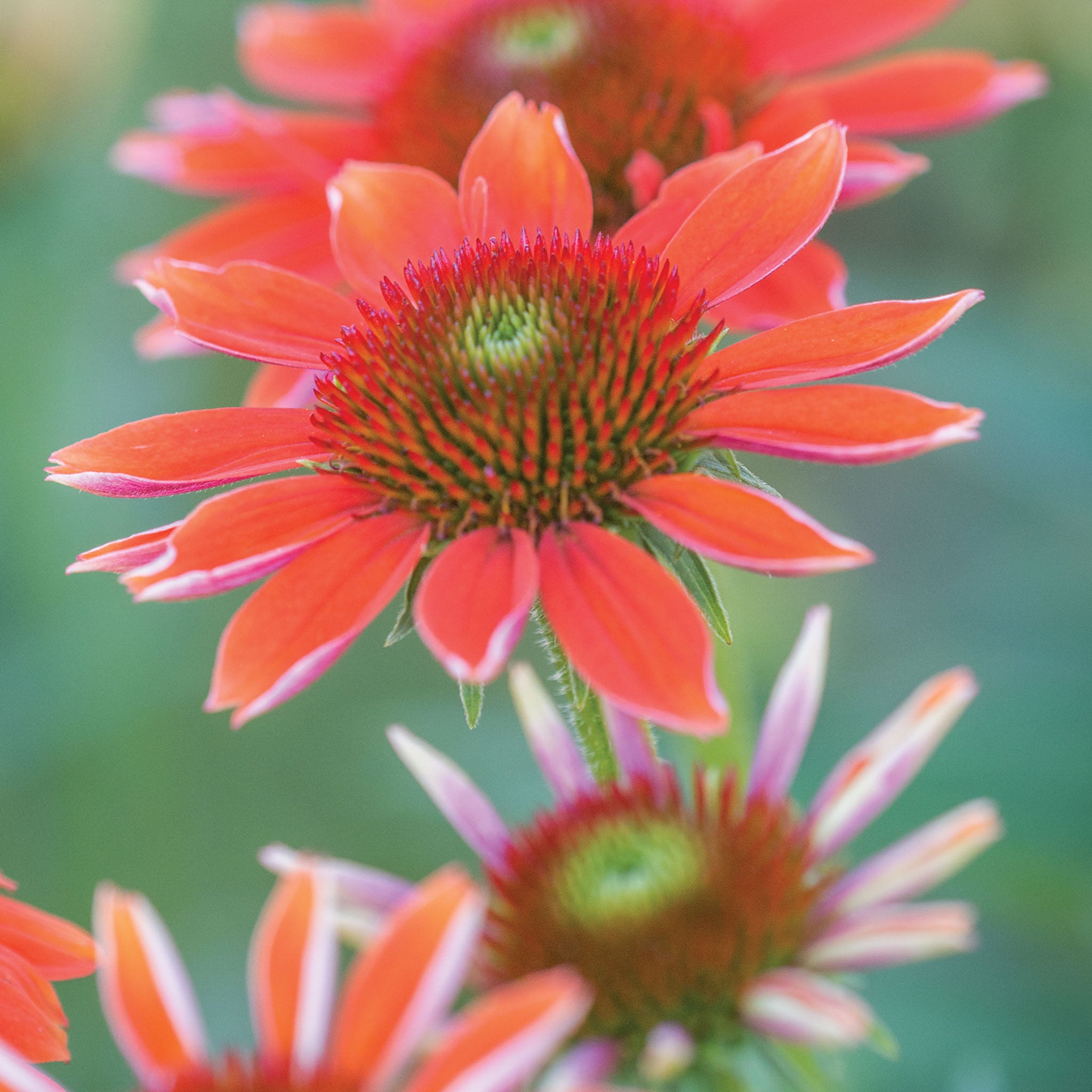 Echinacea Sombrero® Flamenco Orange