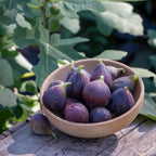 Fignomenal Fig