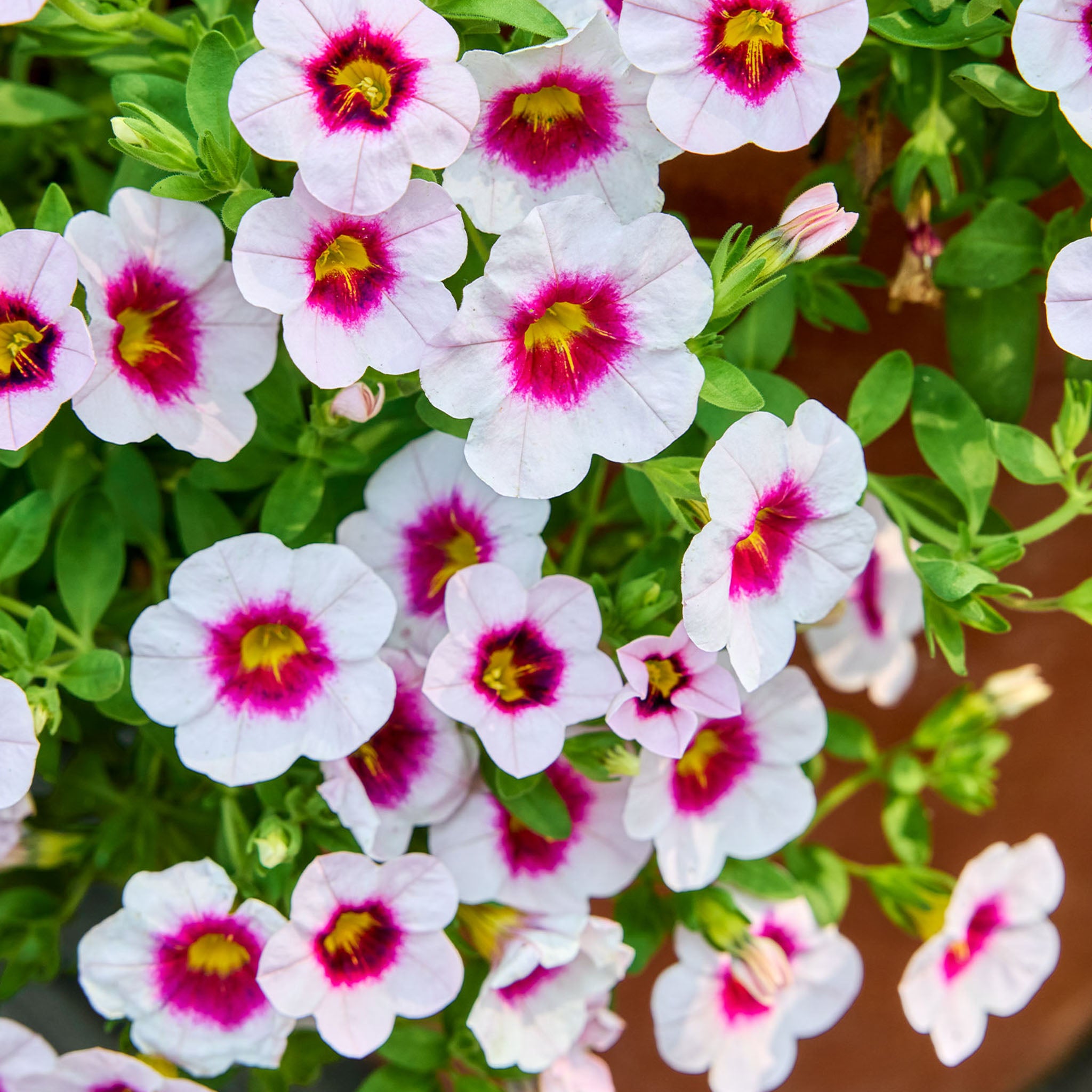 Eyeconic Cherry Blossom Improved Calibrachoa