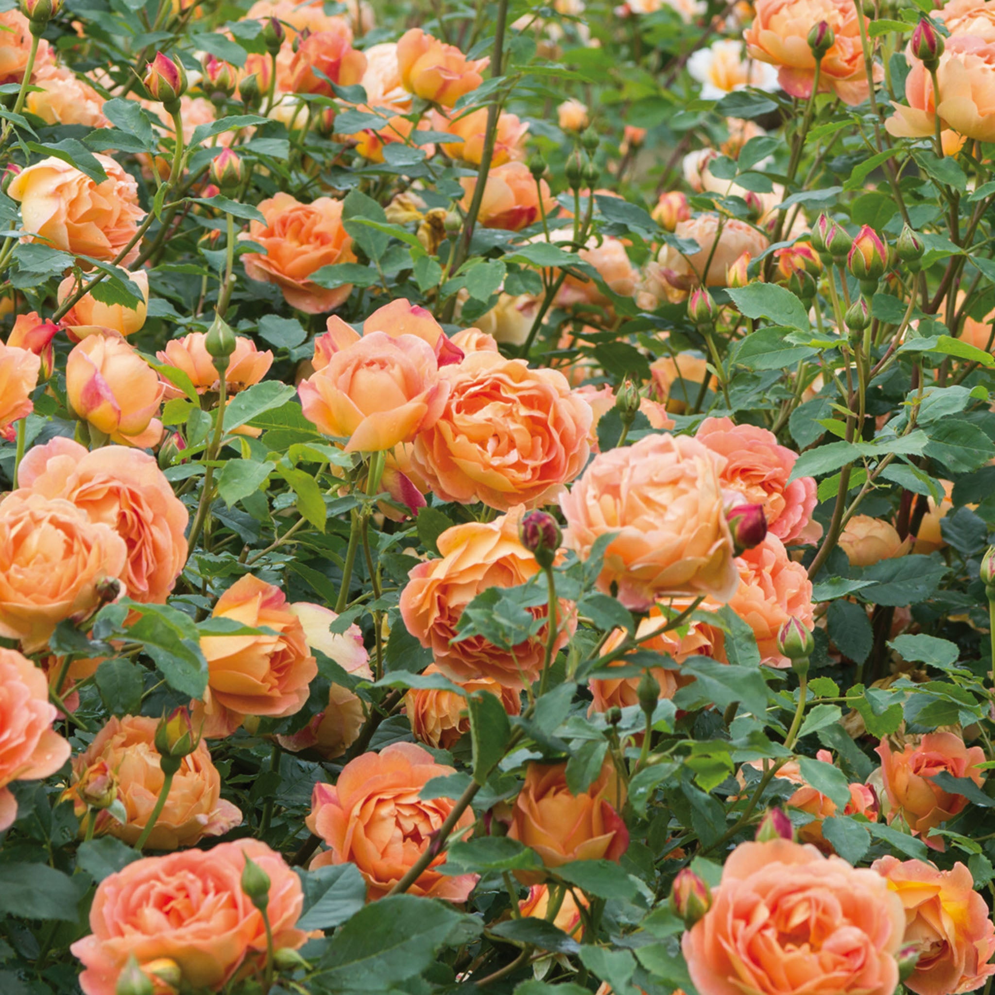Lady of Shalott Rose Bare Root
