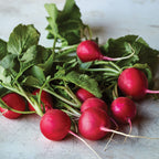 Solaris Radish