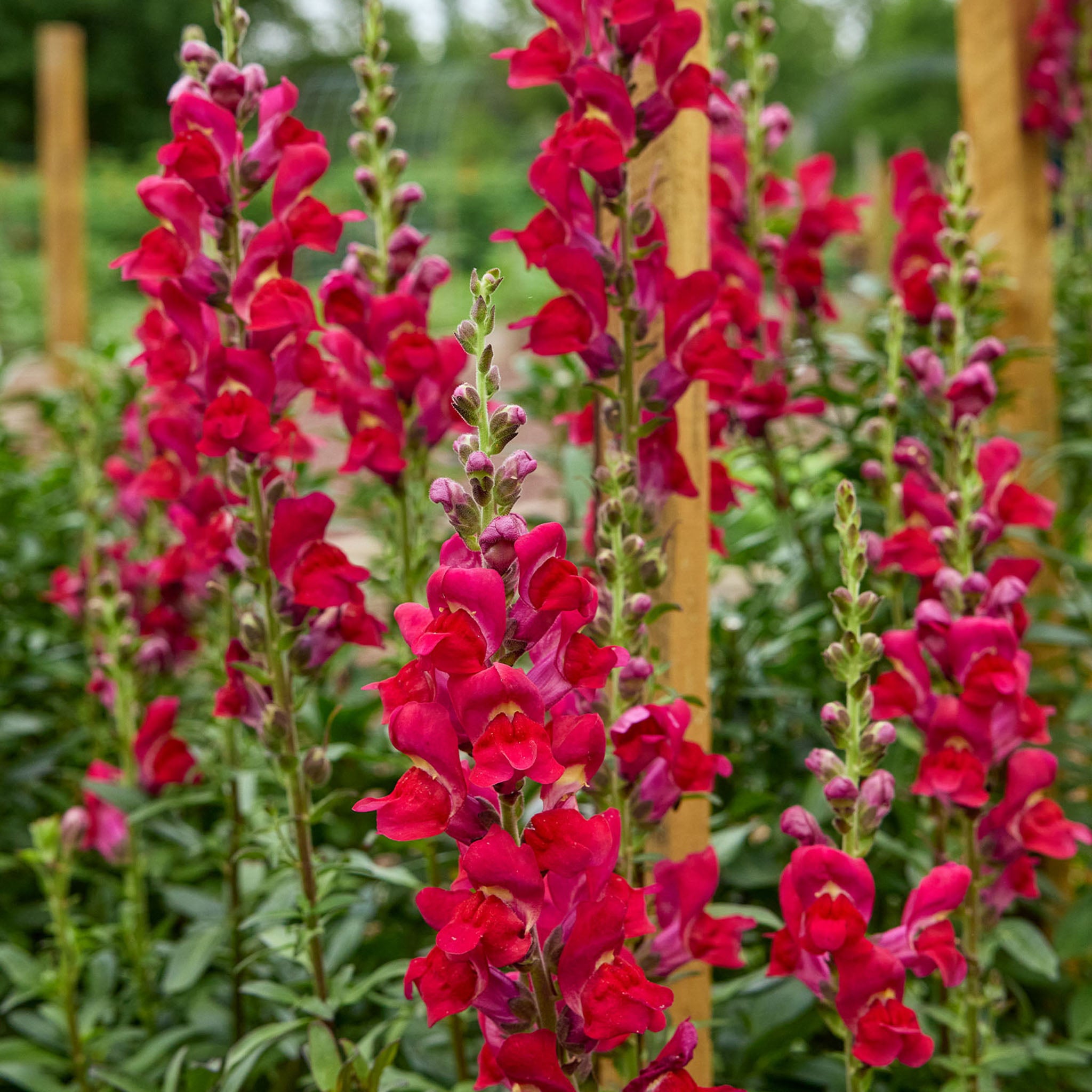 Opus™ Red Snapdragon