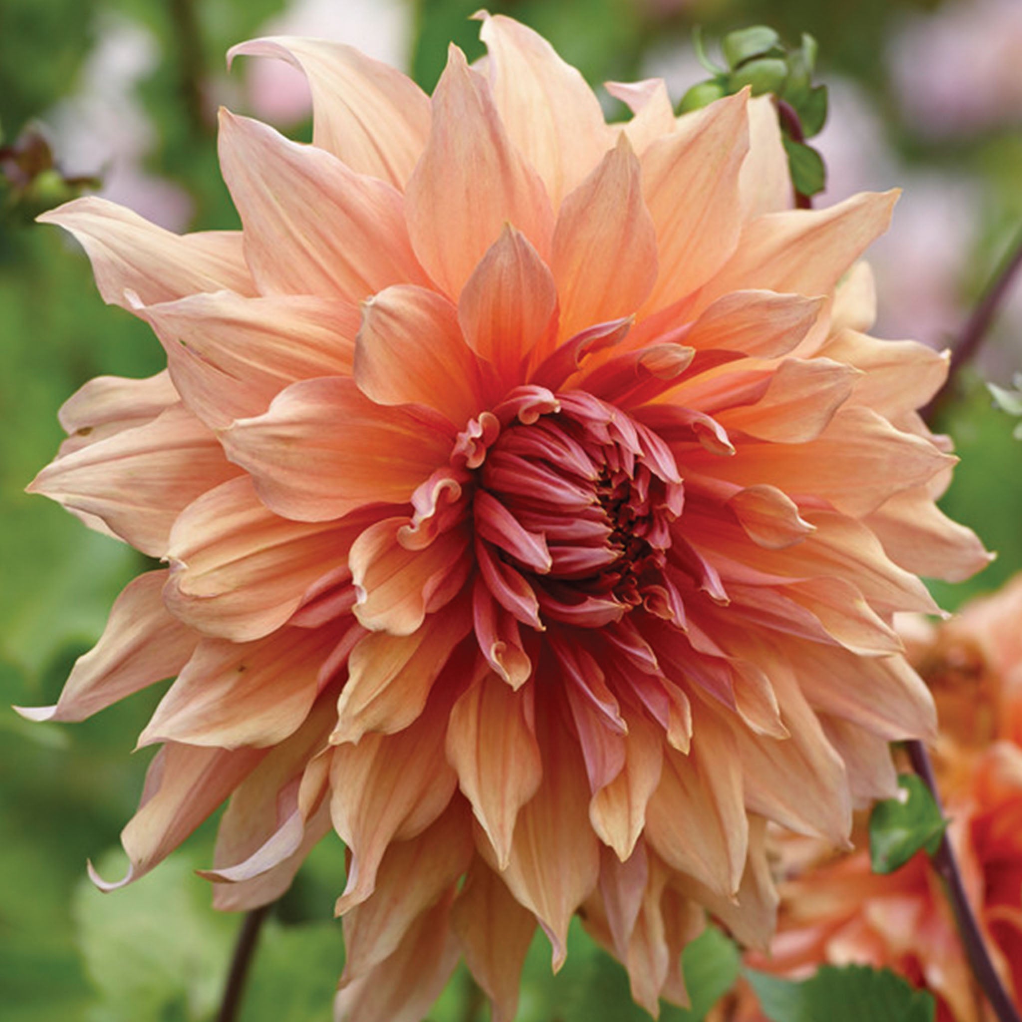 Sherwood Peach Dahlia Tuber