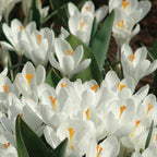 Jeanne dArc Crocus Vernus Bulbs