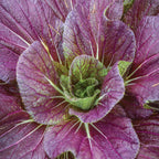 Red Dragon Napa Cabbage