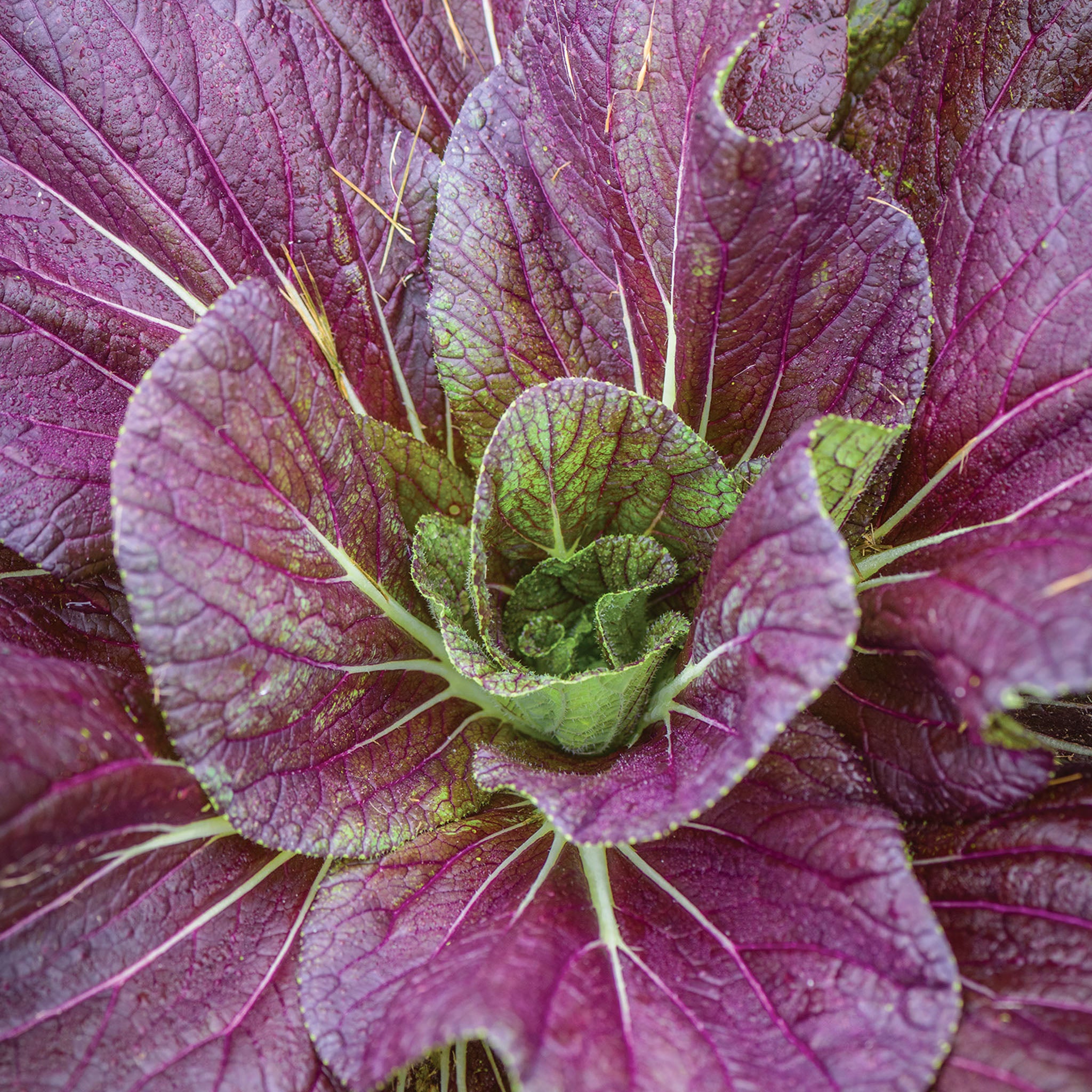 Red Dragon Napa Cabbage