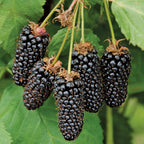 Columbia Giant Blackberry