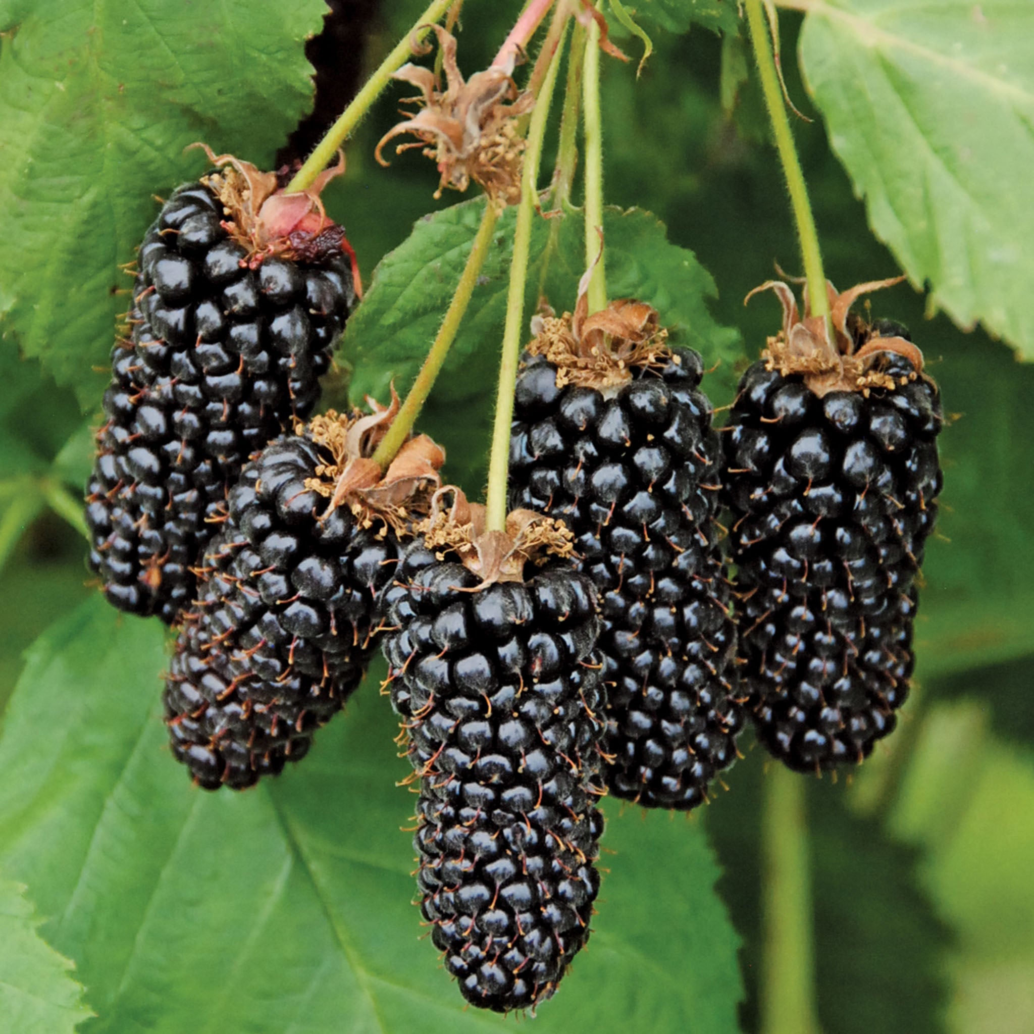 Columbia Giant Blackberry