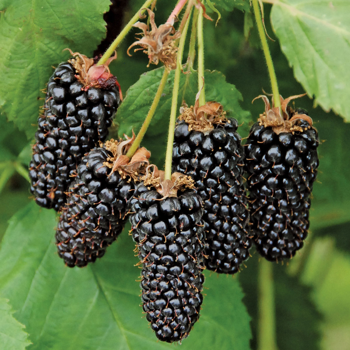 Columbia Giant Blackberry