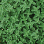 Walkers Low Nepeta