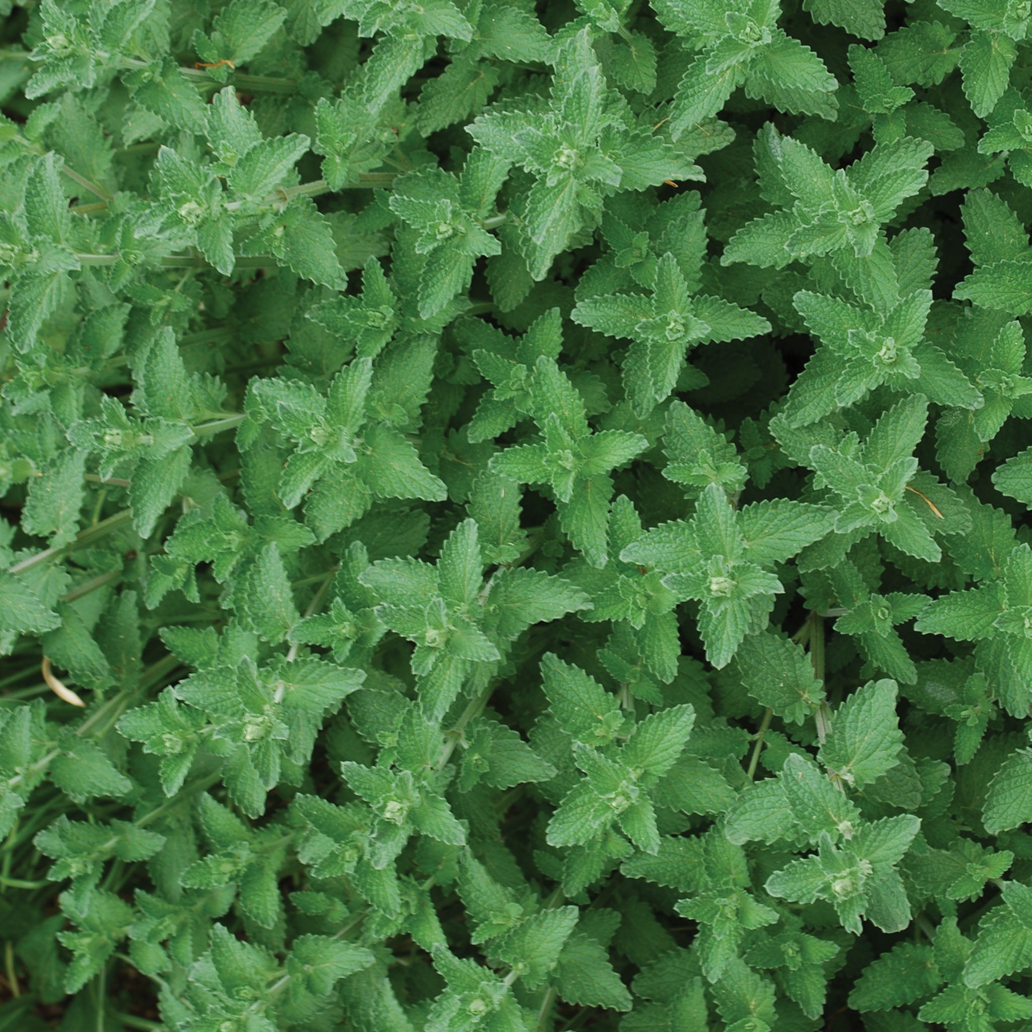 Walkers Low Nepeta