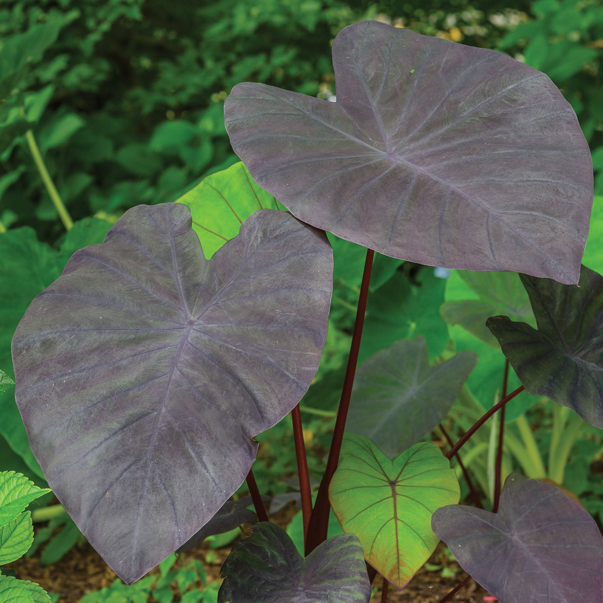 Black Elephant Ear