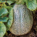 Honey Bun Cantaloupe