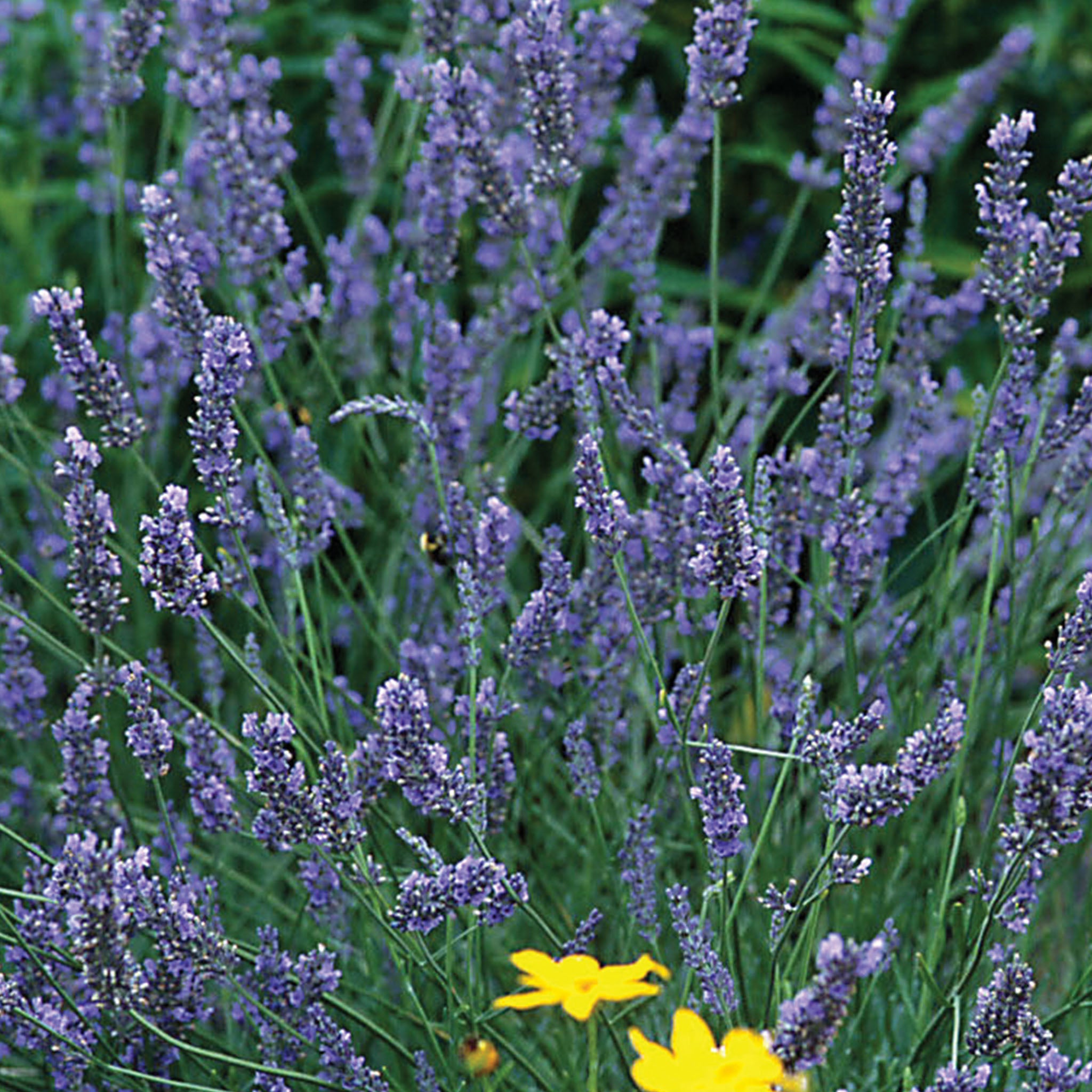Grosso Lavender