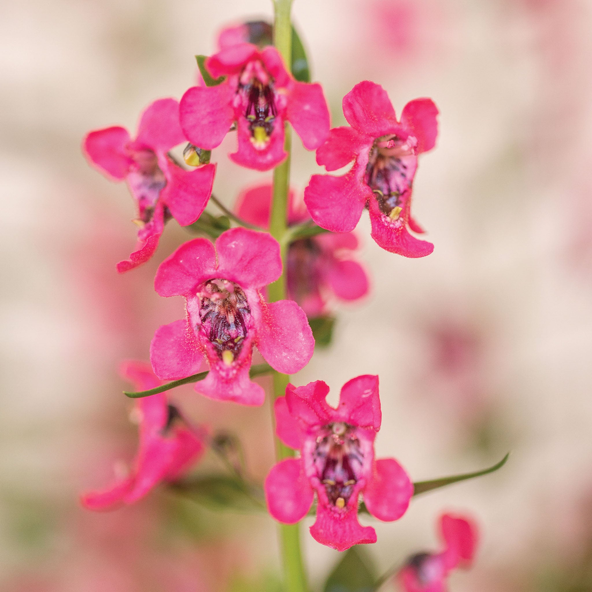 Archangel Cherry Angelonia