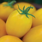 Golden Fresh Salsa Tomato