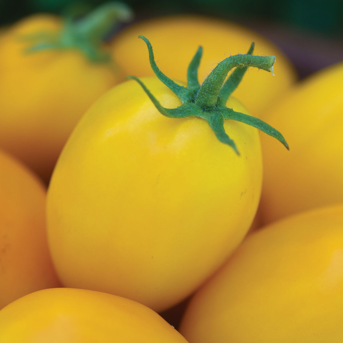 Golden Fresh Salsa Tomato
