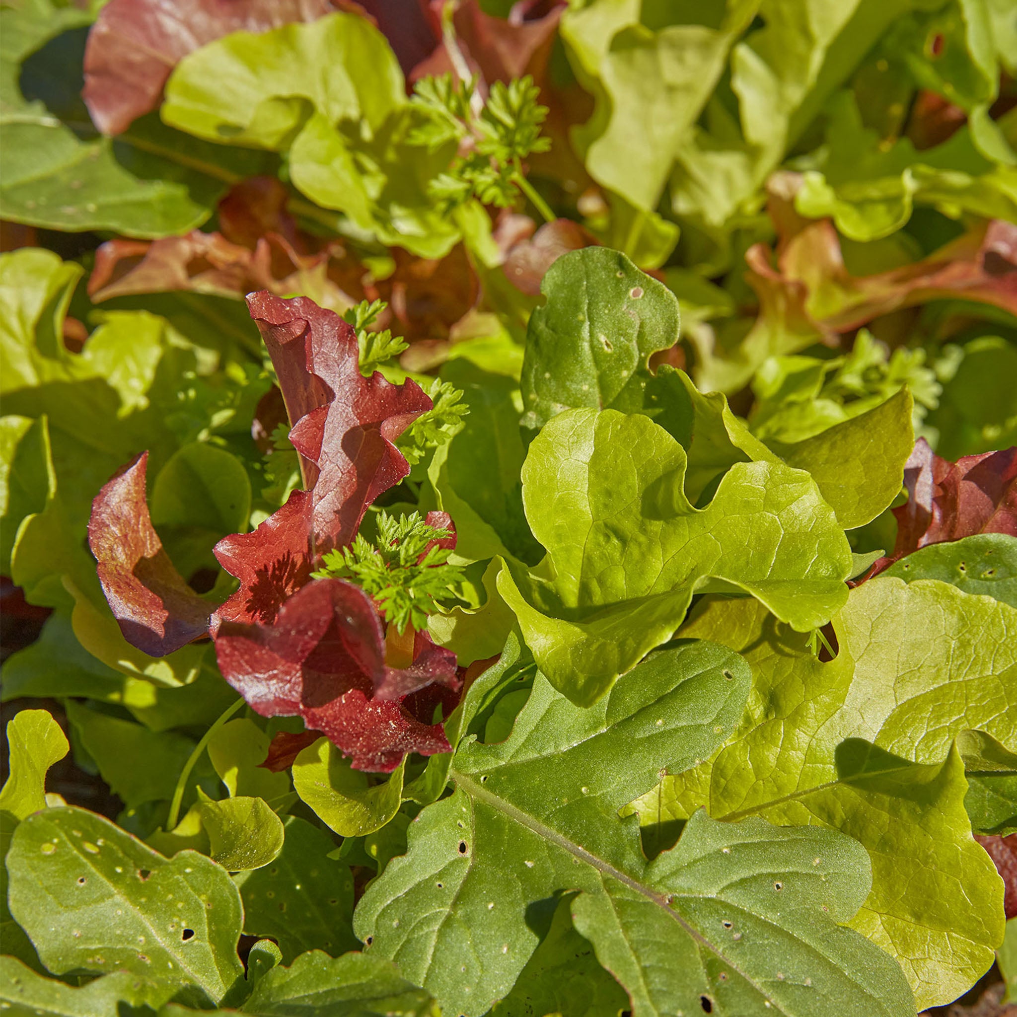 Classic Mix Mesclun