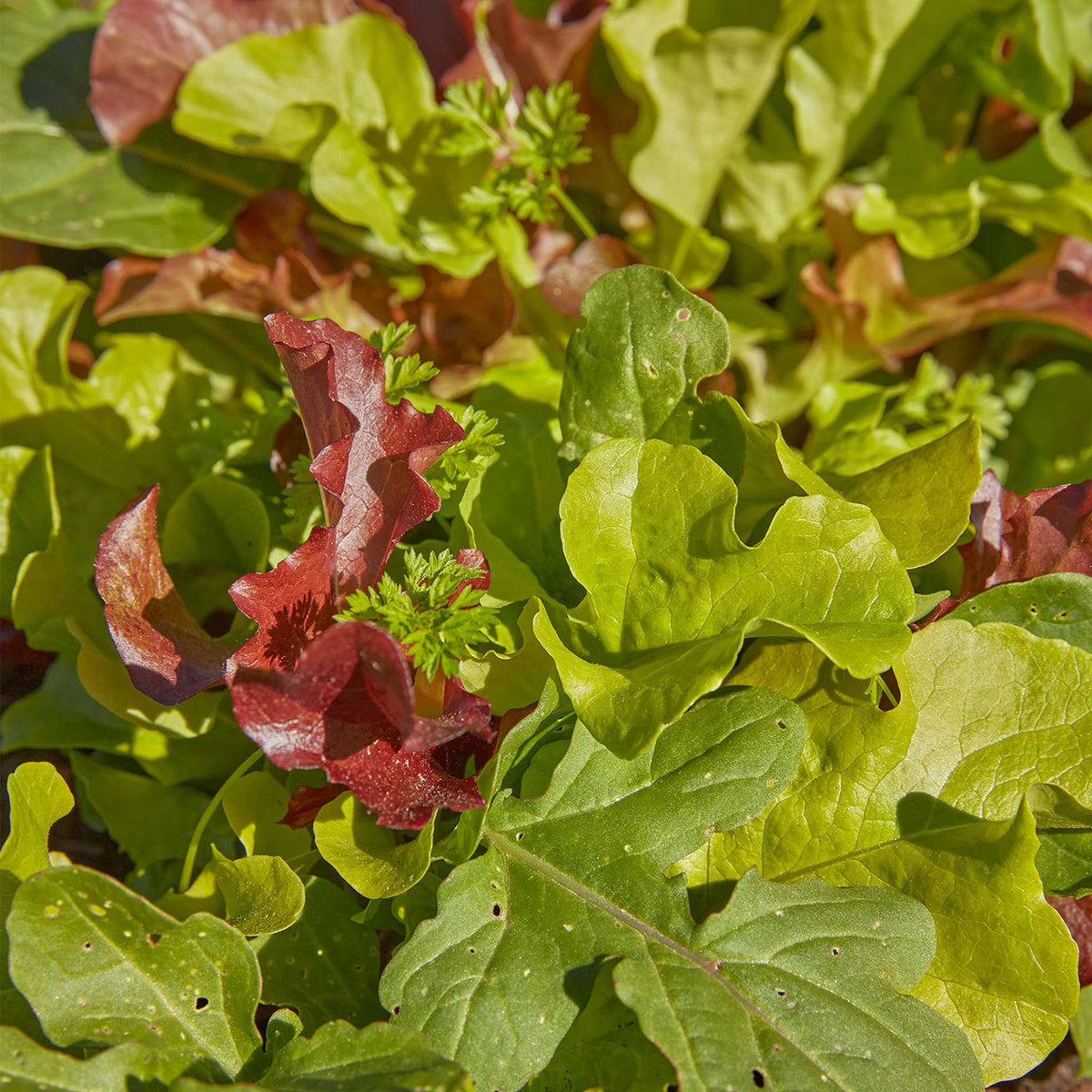 Classic Mix Mesclun