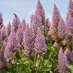 Matilda Ptilotus