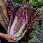 Wine Leaf Napa Cabbage