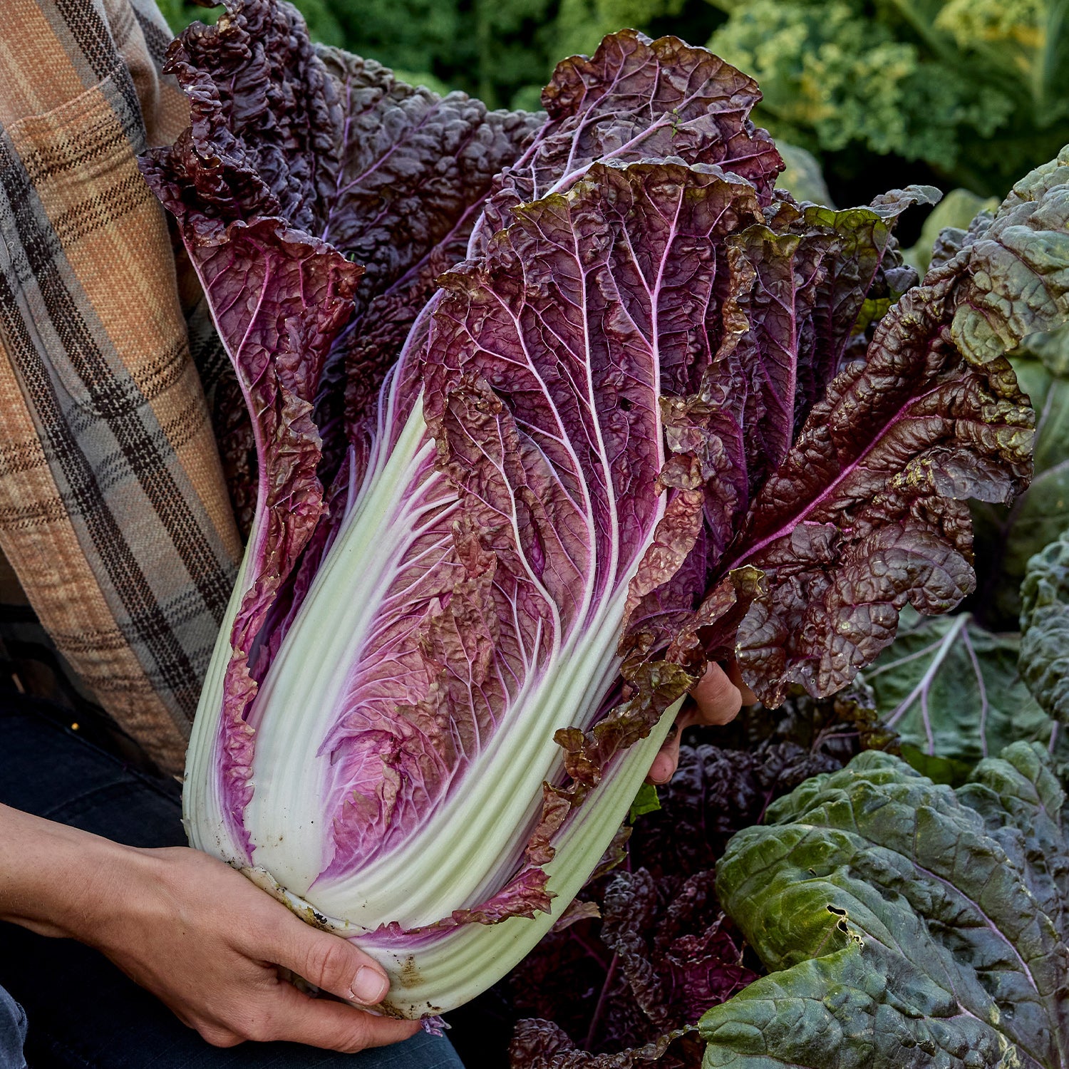 Wine Leaf Napa Cabbage