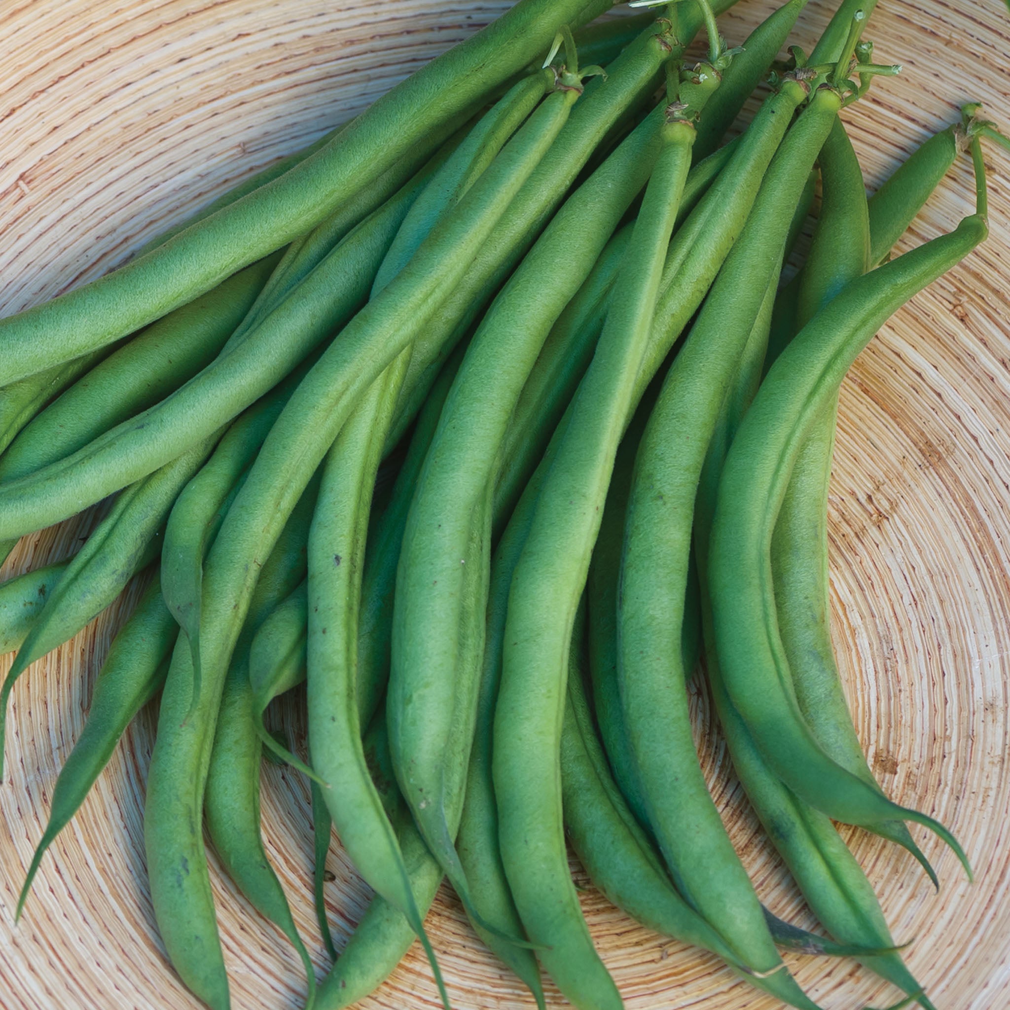 Triomphe de Farcy Bush Bean