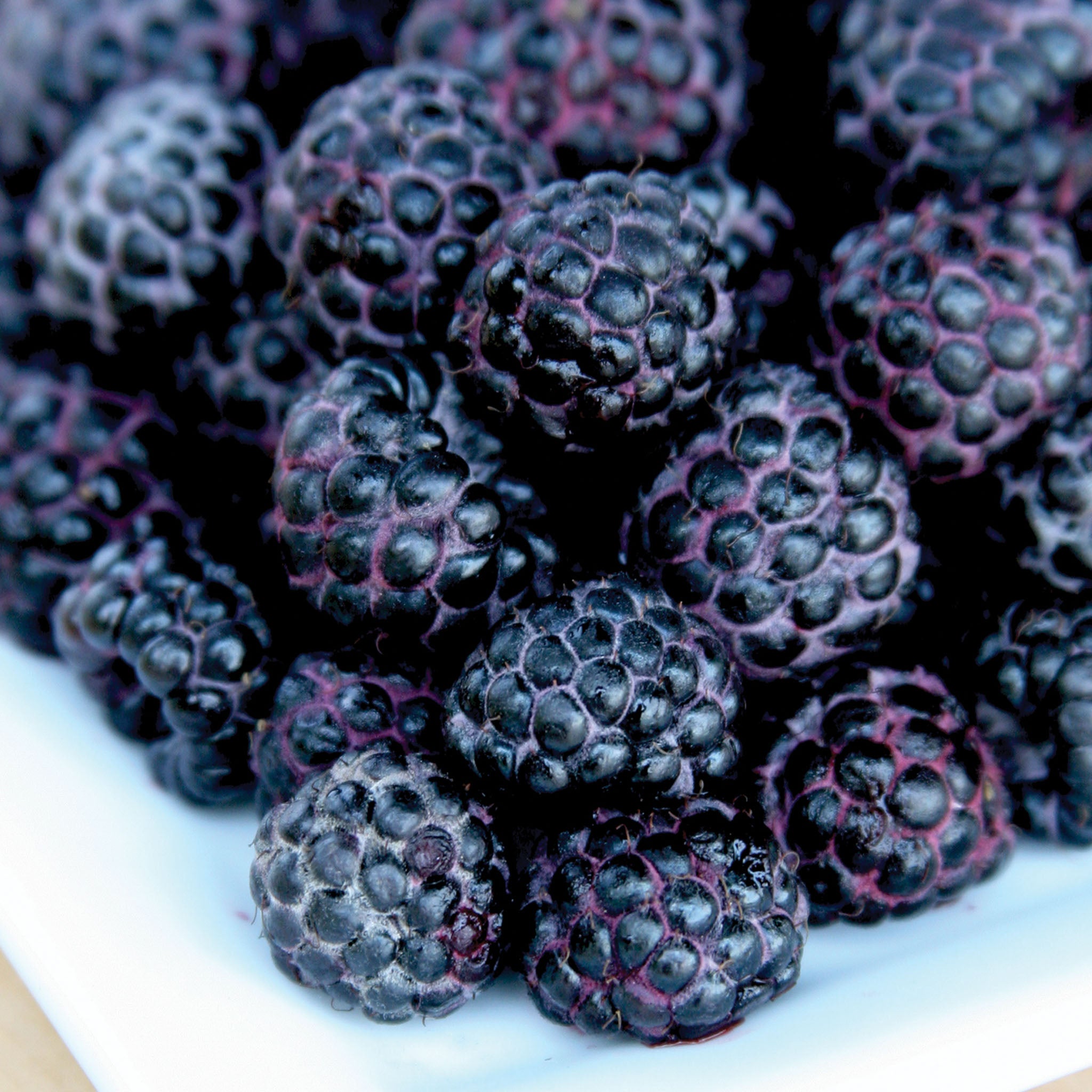 Jewel Raspberry