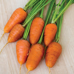 Caracas Carrot