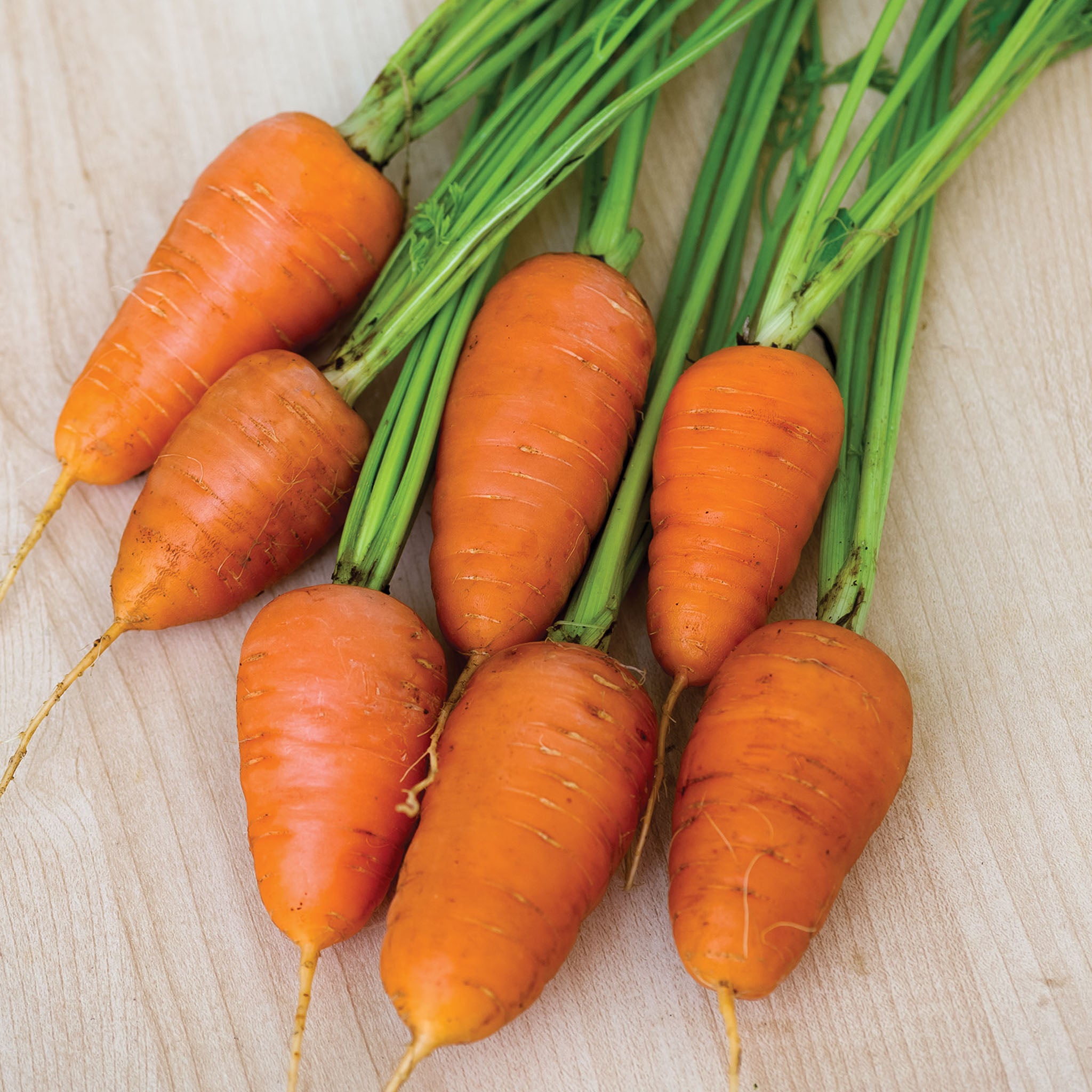 Caracas Carrot