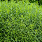 String Theory Amsonia