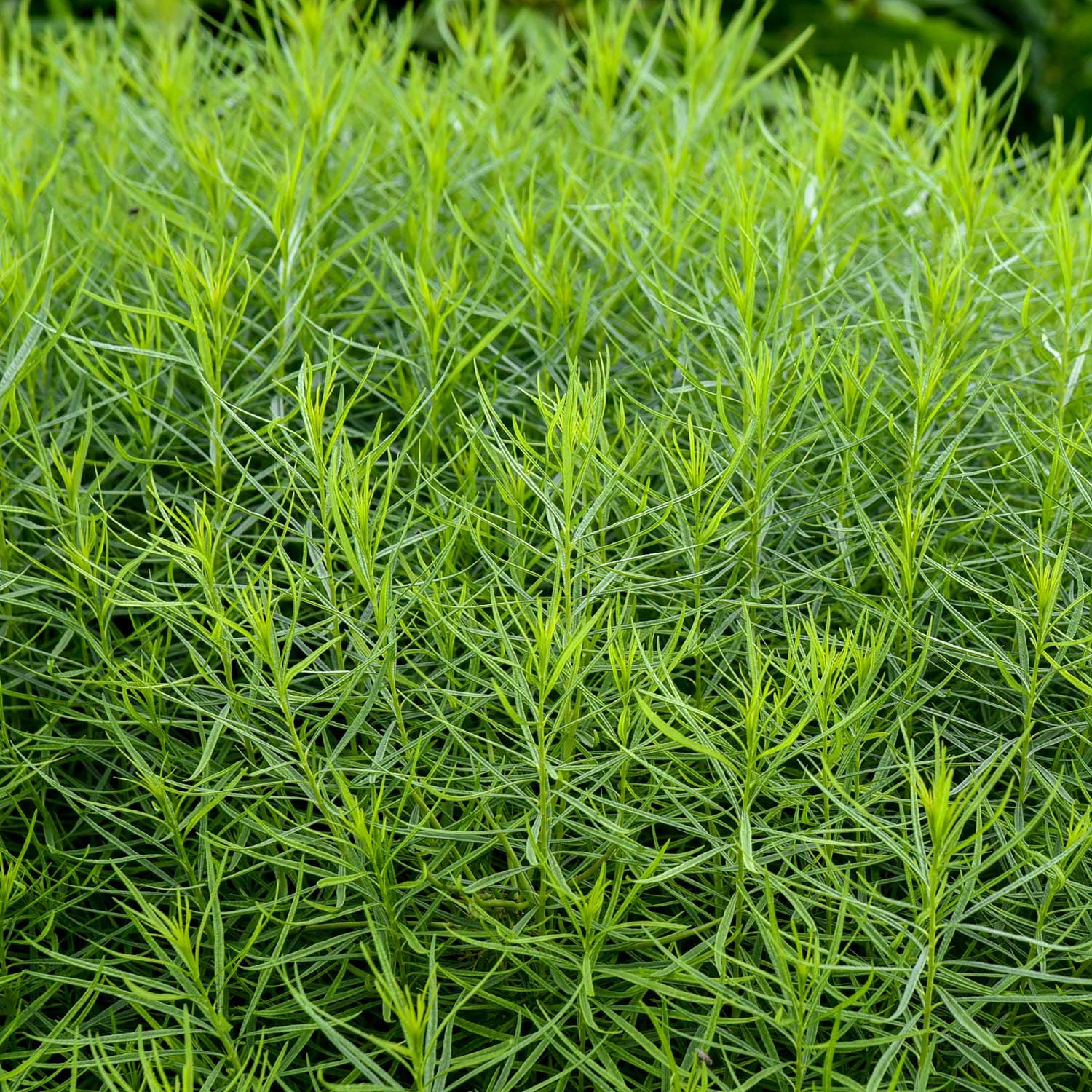 String Theory Amsonia